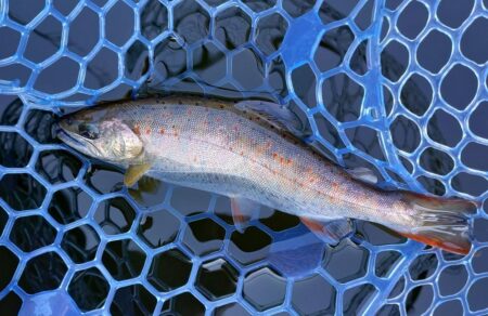 魚が強い！ ～岡崎トラウトポンド～